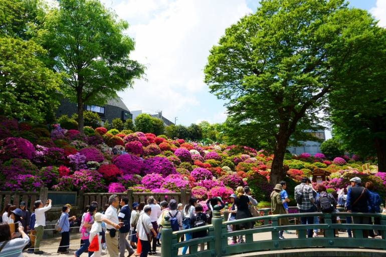 Azalea flower festival at Nezu Shrine