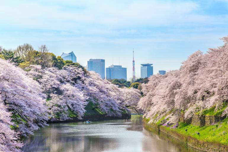 Pink clouds of cherry blossoms along the sloping sides of the moat at Chidorigafuchi.