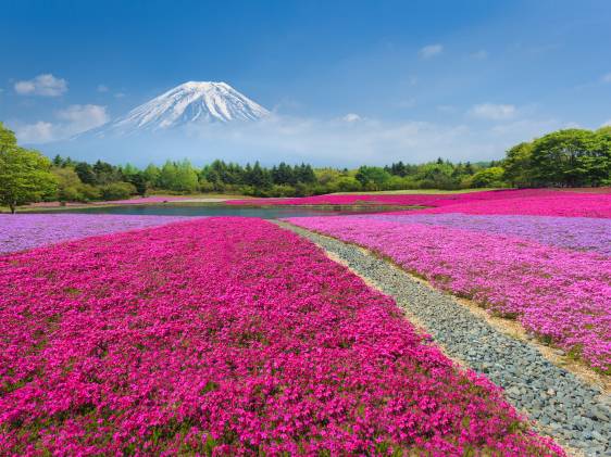 Fuji Shibazakura Festival