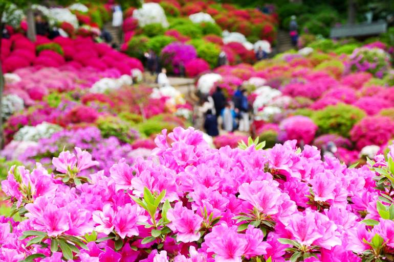 Close up of bright pink azaleas