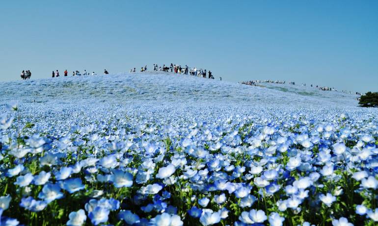 Hitachi Seaside Park nemophilia