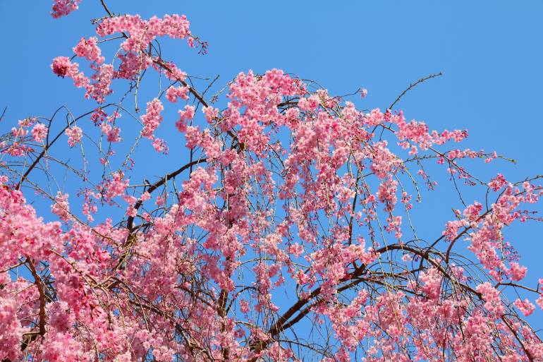 A weeping cherry tree in bloom in Ueno Park