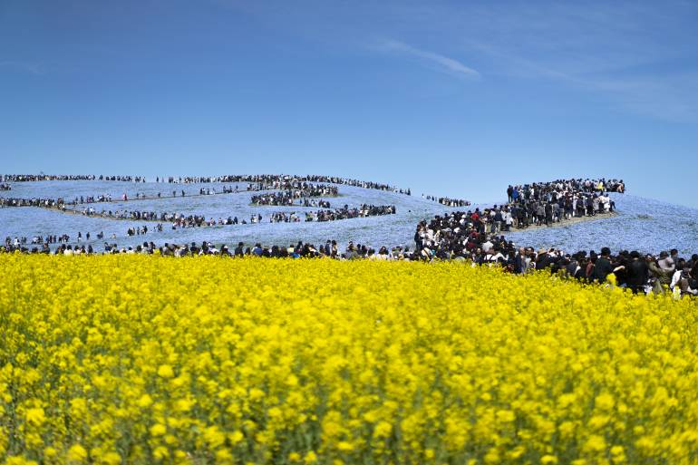 Nemophila in bloom at Hitachi Seaside Park