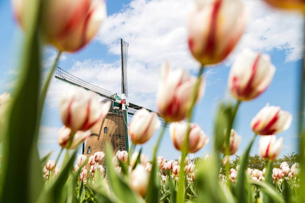 Tulips and windmill at Sakura Tulip Festival