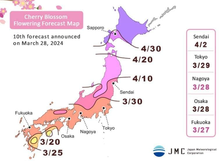 Japan 2024 cherry blossom forecast map