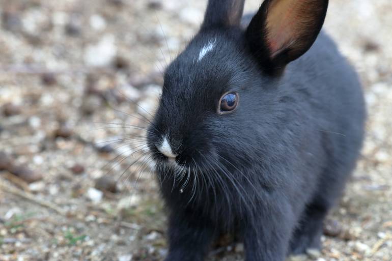 japan rabbit island