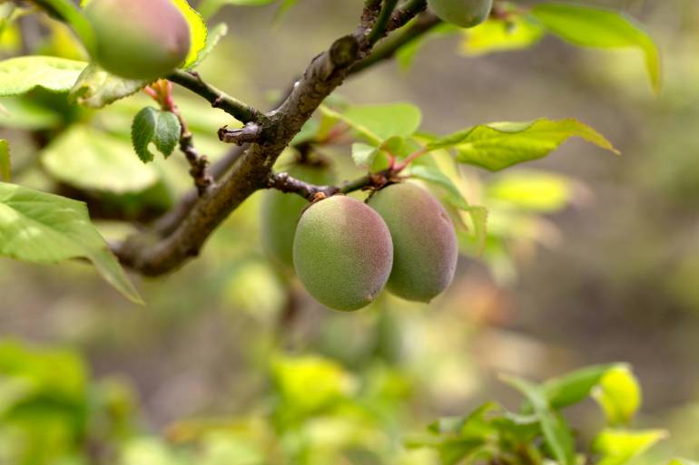 Japanese plums