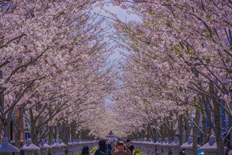 Kamakura, Tsuruoka Hachiman