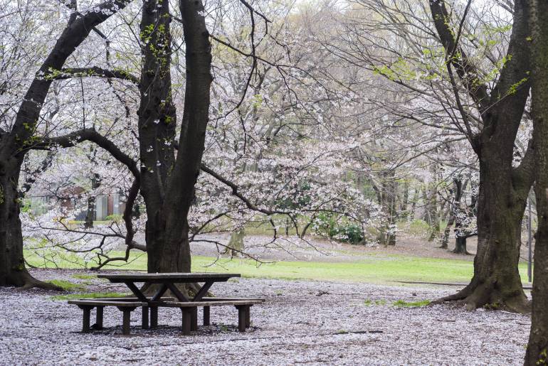 Sakura hanami Kinuta Park