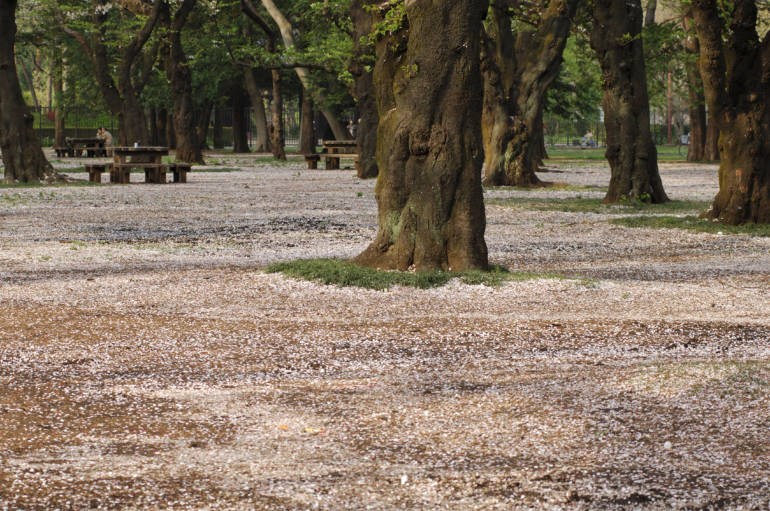 tokyo cherry blossom sakura koganei