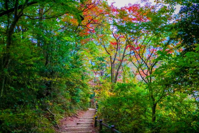 Autumn leaves on Mount Takao