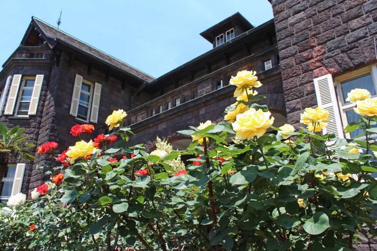 roses at Furukawa Garden