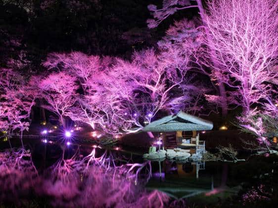 cherry blossom illumination at happo-en garden