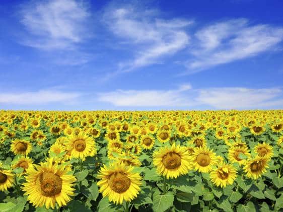 Sunflower field and blue skies