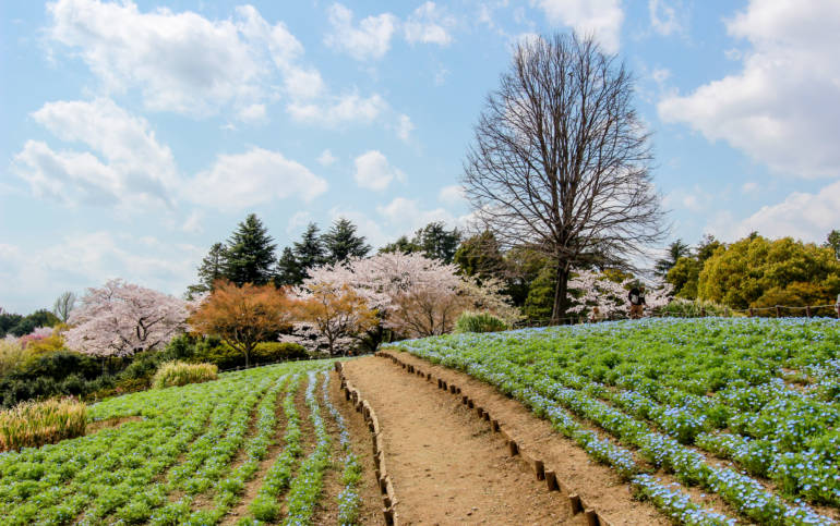 tokyo cherry blossom showa kinen