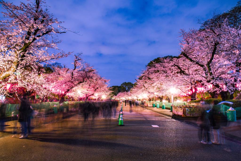 night cherry blossoms in ueno park