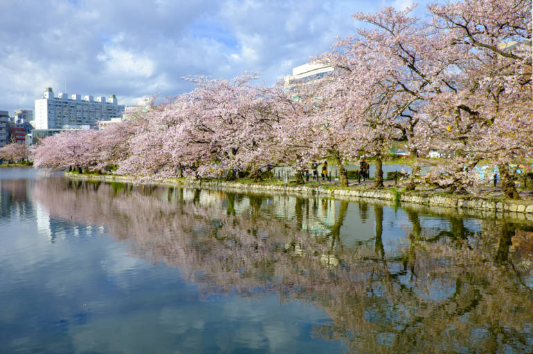 tokyo cherry blossom sakura ueno park