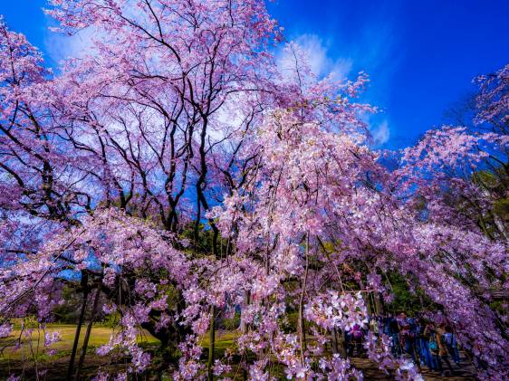 weeping cherry blossoms in the Rikugien